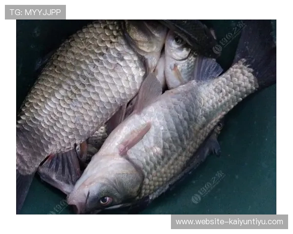 开云体育官网入口官方渠道推荐及注意事项保障玩家权益避免钓鱼网站风险